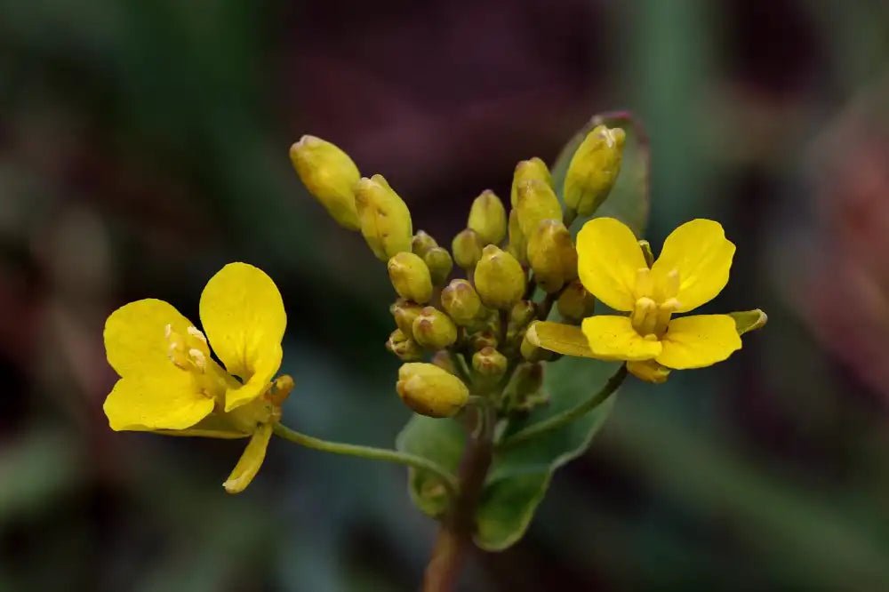 Top Mullein Benefits for Skin You Should Know - Sweet Bee Naturals